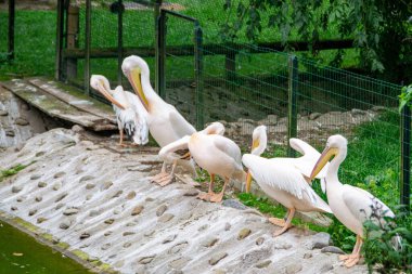 Bir kargo teknesinin buharı arka planı doldururken bir pelikan filosu alçak sularda duruyor. Yüksek kalite fotoğraf