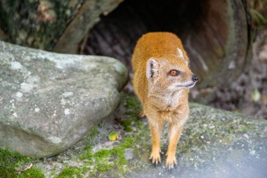 Meerkat, Suricata suricatta, arka ayakları üzerinde. Arka ayakları üzerinde tetikte duran mirket portresi. Arka ayaklarının üzerinde oturup düşmanlara dikkat eden komik bir mirketin portresi. Yüksek kalite fotoğraf