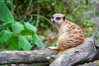 Meerkat, Suricata suricatta, arka ayakları üzerinde. Arka ayakları üzerinde tetikte duran mirket portresi. Arka ayaklarının üzerinde oturup düşmanlara dikkat eden komik bir mirketin portresi. Yüksek kalite fotoğraf