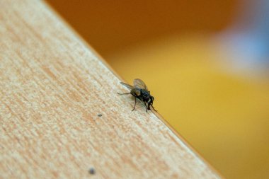 Nezara Viridula in the Wild: Fotoğraflar Güney Green Stink Bug ile ilgilidir. Yüksek kalite fotoğraf