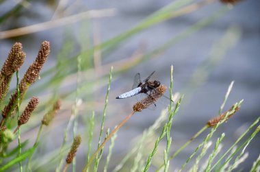 Yusufçuk - Geniş gövdeli Chaser (Libellula depressa) - erkek sazlıkta dinleniyor. Mavi düz karınlı yusufçuk bir çubuğun üzerinde bekliyor. Yüksek kalite fotoğraf