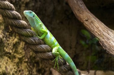 Sarı kertenkele kırmızı ince plastik ipin üstünde. Yüksek kalite fotoğraf