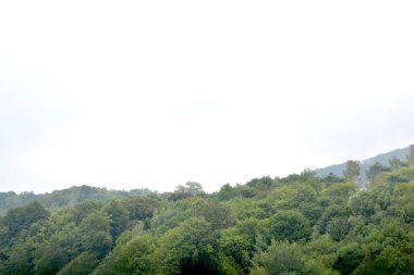 Yazın dağdaki yeşil orman doğal manzarası. Güzel, renkli bir yaz baharı. Park 'ın doğal manzarası. Güneş ışığındaki ağaçların yeşil yapraklarıyla çevrili. Yüksek kalite fotoğraf