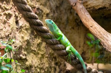 Sarı kertenkele kırmızı ince plastik ipin üstünde. Yüksek kalite fotoğraf