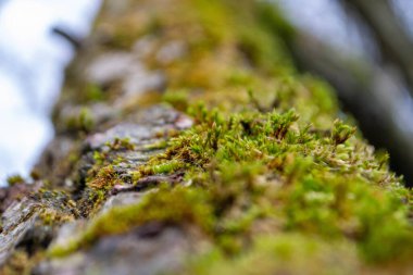 Üzerinde yosun ve gökyüzü arkaplanı olan bir ağaç gövdesi. Yüksek kalite fotoğraf