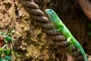 Sarı kertenkele kırmızı ince plastik ipin üstünde. Yüksek kalite fotoğraf