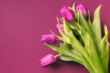 Dil taze laleler genellikle masum çiçekler olarak kabul edilir ve onlara şans tanımadığımızda son derece hoş bir sürprizdir. Ahşap arka planda. Eski tahtalarda laleler, bahar konsepti. 