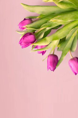 Dil taze laleler genellikle masum çiçekler olarak kabul edilir ve onlara şans tanımadığımızda son derece hoş bir sürprizdir. Ahşap arka planda. Eski tahtalarda laleler, bahar konsepti. 