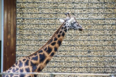 Bir zürafa kafası portresi, uzun yıllar ve komik bir bakış. Güzel bir zürafanın portresi yemyeşil bir bokeh arka planda. Yüksek kalite fotoğraf