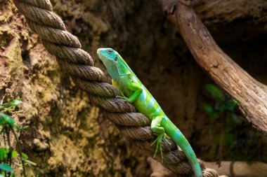 Sarı kertenkele kırmızı ince plastik ipin üstünde. Yüksek kalite fotoğraf