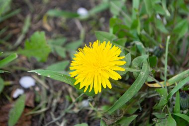 Baharda çiçek açan sarı karahindiba çiçeklerine Taraxacum 'un bahçedeki memuriyetini kapat. Baharda çayırdaki parlak ve sıradan karahindibaların ayrıntıları. Tıbbi şifalı ot ve besin maddesi olarak kullanılır. Yüksek kalite fotoğraf