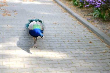 Close up peacock posing on railing at sunset. Close up peacock, peacock posing on railing at sunset. High quality photo clipart