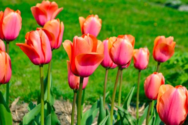 Hindi İstanbul lale festivalinde güzel ve renkli laleler. Yüksek kalite fotoğraf