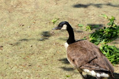 Branta cinsinin kara kazları, Anserinae alt familyasına ait su kuşlarıdır. Yüksek kalite fotoğraf