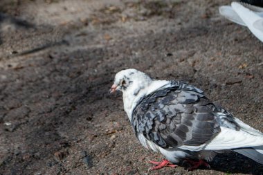 Sokakta gagası açık bir vahşi güvercin. Ayrıca şehir güvercinleri, şehir güvercinleri ya da sokak güvercinleri de denir. Yüksek kalite fotoğraf
