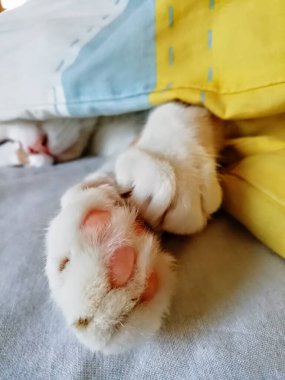 Şirin pati kedisi yatakta uyuyor. Yüksek kalite fotoğraf