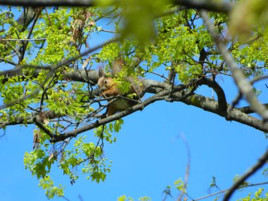 Güzel siyah kuyruklu kırmızı sincap fındık dalının üzerinde oturur. Sincap fındık kemirir. Yeşillik bahçesinin bulanık arka planı. Seçici odaklanma. Kırsal kesimde vahşi yaşam. Yüksek kalite fotoğraf