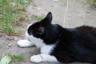 Bahçedeki beyaz kumların üzerinde güzel gözleri olan sevimli küçük bir kedi. Yüksek kalite fotoğraf
