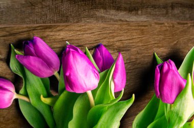 Dil taze laleler genellikle masum çiçekler olarak kabul edilir ve onlara şans tanımadığımızda son derece hoş bir sürprizdir. Ahşap arka planda. Eski tahtalarda laleler, bahar konsepti. 