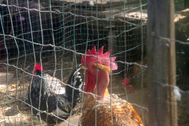Kırsal bir ahırın tavuk kümesinde yakın plan bir horoz profili. Horozun kırmızı taraklı ve boynuzlu gri ve beyaz tüyleri vardır. Ağaçların yanındaki çiftlikte açık kahverengi tüylü tavuk.