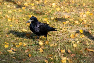 Yaygın kuzgun, aynı zamanda kuzey kuzgunu olarak da bilinir, tamamen siyah pas veren kuş. Kuzgun, Corvus cinsinin birkaç büyük gövdeli türünden biridir. Yüksek kalite fotoğraf