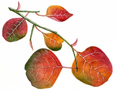 Kırmızı sonbahar yapraklarının dalları beyaz arka planda izole. Elle boyanmış suluboya resimleme ve kağıt dokusu