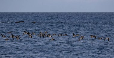 Flock of Barnacle Goose (Branta leucopsis) pass Grasgard harbor in south-eastern Oland, Sweden.
