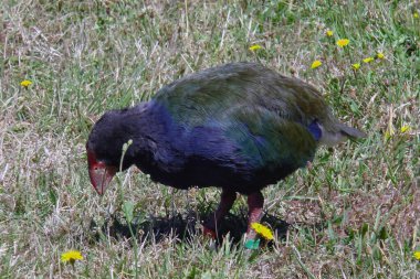 Takahe (Porphyrio mantelli) at Tiritiri Matangi Island Nature reserve, North Island, New Zealand.
