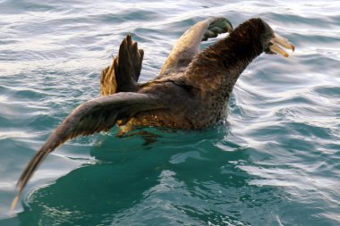 Northern Giant Petrel (Macronectes halli) in the Pacific Ocean off Kaikoura, South Island, New Zealand.
