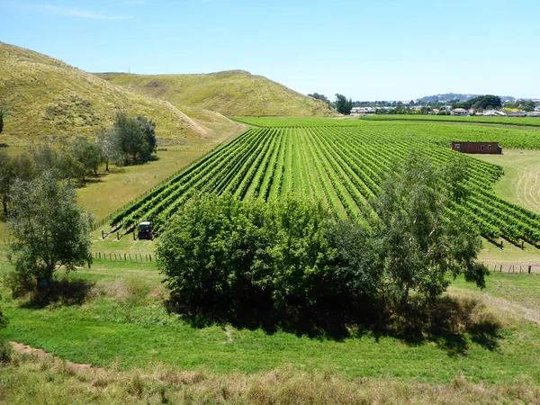 新西兰北岛Napier Mission Estate Winery种植园 图库图片