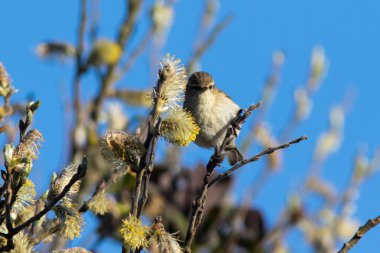 Common Chiffchaff (Phylloscopus collybita) in a tree at Skagen, Denmark.