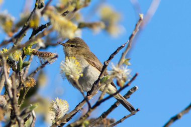 Common Chiffchaff (Phylloscopus collybita) in a tree at Skagen, Denmark.