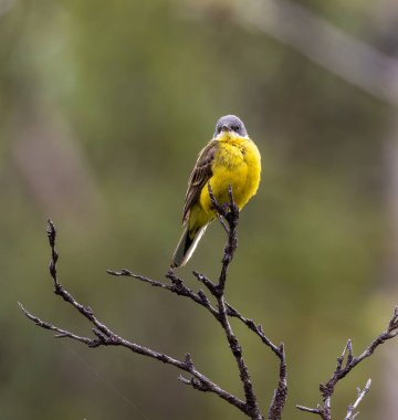 Sarı Wagtail (Motacilla flava) Kuzey İsveç, Laponya 'daki Stordalen doğa koruma alanında..