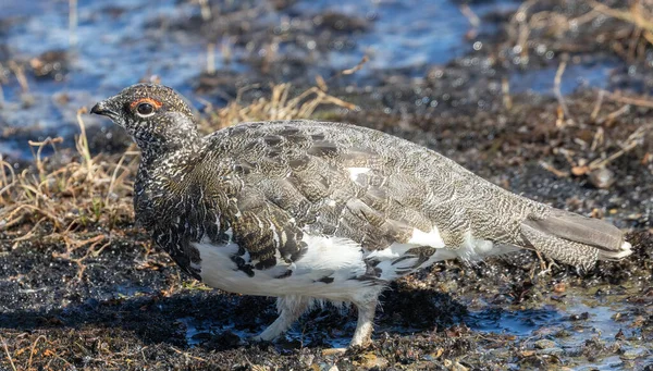 İsveç 'in Laponya kentindeki Abisko Ulusal Parkı' nda Rock Ptarmigan (Lagopus muta).