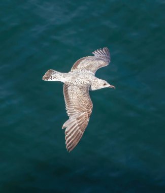 Avrupa ringa martı (Larus argentatus) genç, Fredrikshamn, Danimarka 'dan uçuyor..