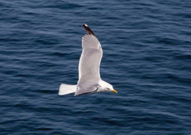 Avrupa Ringa Martı (Larus argentatus) yetişkin, Fredrikshamn, Danimarka.