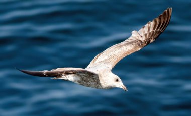 Avrupa ringa martı (Larus argentatus) genç, Fredrikshamn, Danimarka 'dan uçuyor..