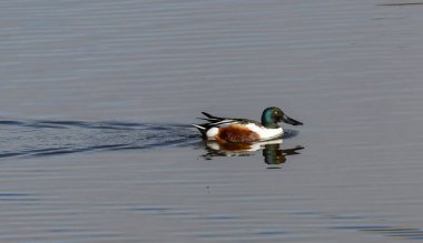Northern Shoveler (Anas clypeata) male, swimming i a pond at nature reserve Guadalhorce, near Malaga in Andalusia, Spain.