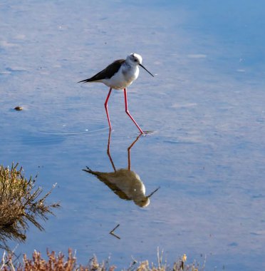 İspanya 'nın Endülüs kenti Malaga yakınlarındaki Guadalhorce gölünde bulunan Kara Kanatlı Stilt (Himantopus himantopus).