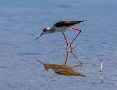 İspanya 'nın Endülüs kenti Malaga yakınlarındaki Guadalhorce gölünde bulunan Kara Kanatlı Stilt (Himantopus himantopus).
