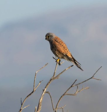 Kestrel (Falco tinnunculus) at nature reserve Guadalhorce, near Malaga in Andalusia, Spain.