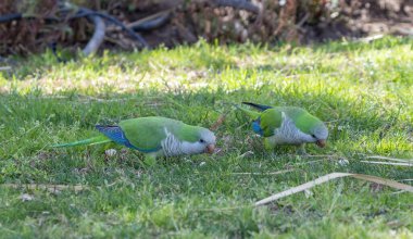 Keşiş Parakeet (Myiopsitta monachus) Torremolinos, Endülüs, İspanya 'da bir çimenlikte besleniyor.