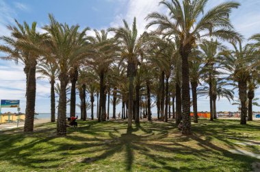Torremolinos, Endülüs, İspanya sahillerinde palmiyeler.