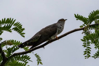 Cuckoo (Cuculus canorus) Kuzey Yunanistan 'daki Kerkini Gölünde.