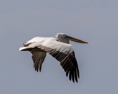 Dalmaçyalı Pelikan (Pelecanus crispus) Kuzey Yunanistan 'daki Kerkini Gölü' nde uçuyor.