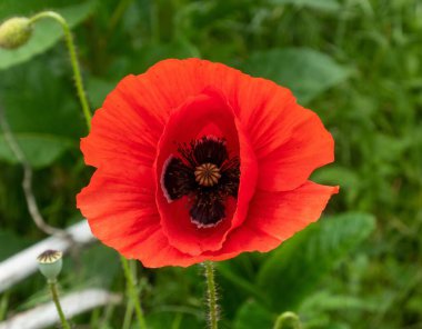Poppy (Papaveroideae) Yunanistan 'ın kuzeyindeki Kerkini Gölü' nde.