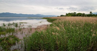 Kuzey Yunanistan 'daki Kerkini Gölü manzarası.