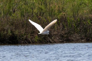 Küçük Egret (Egretta garzetta) Yunanistan 'ın kuzeydoğusundaki Evros deltasında uçuyor.