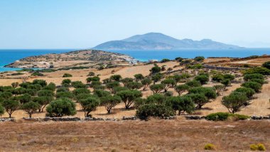 Yunanistan 'ın Ege Denizi' ndeki Schinoussa adasındaki zeytin korusunun manzarası.
