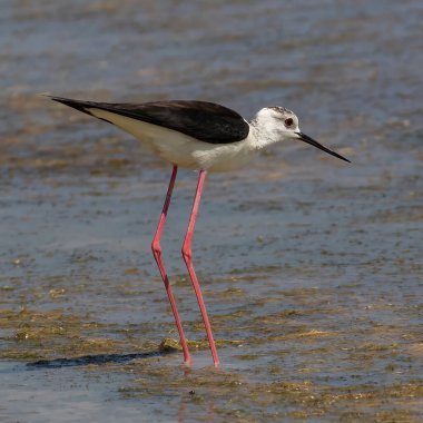 Batı Naxos, Yunanistan 'daki Mikri Vigla' da Kara Kanatlı Stilt (Himantopus himantopus).
